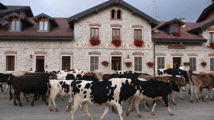 Caseificio Pennar Asiago mucche di fronte allo stabilimento