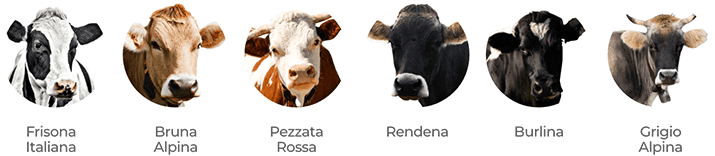 razze di mucche per produzione asiago dop